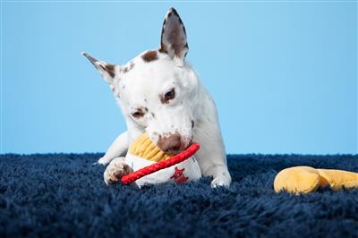 BARK Chew Mein & Furtune Cookie
