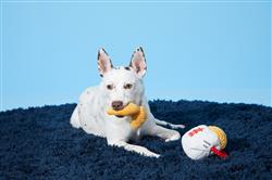 Extra Product Image