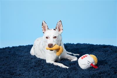 BARK Chew Mein & Furtune Cookie