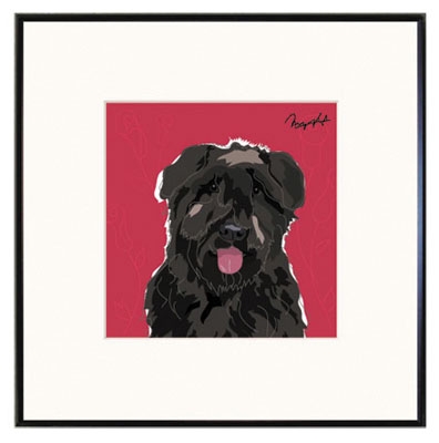 Framed Print: Bouvier