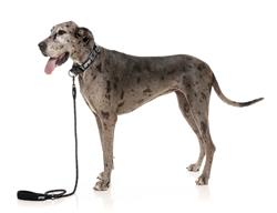 FY Active Rope Lead