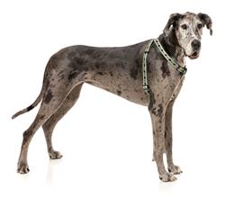 FY Active Strap Harness - Khaki