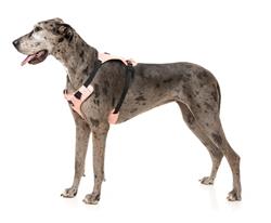 FY Active Go Harness - Peach