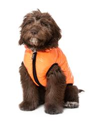 Aeon Hoodie - Orange