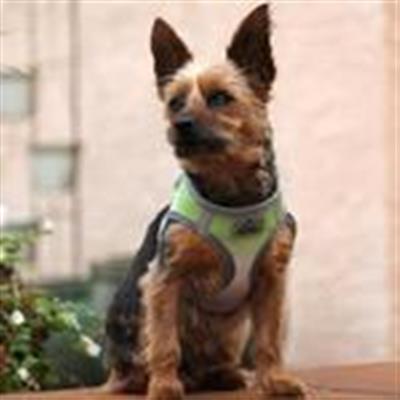 Harness - American River Ombre Limestone Gray Choke Free Dog Harness