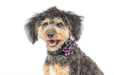 Summer Icons Pinwheel