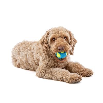 GURU Tennis Max Ball