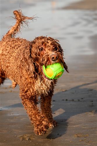 GURU Tennis Max Ball