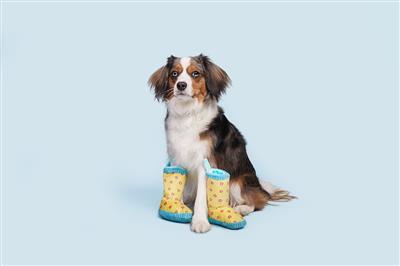 BARK Smelly Wellies