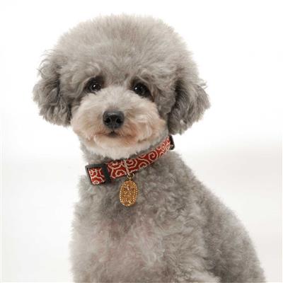 Ninja Dog Collar (Medium, Red)