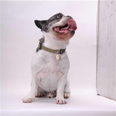 Ninja Dog Collar (Medium, Green)