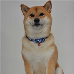 Extra Product Image