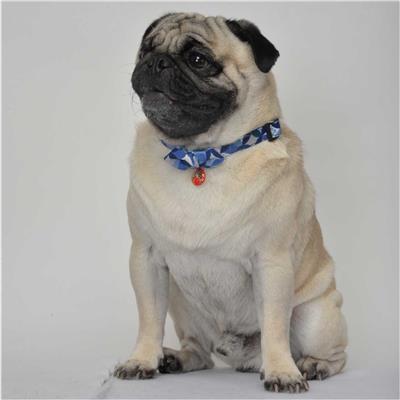 Daruma Charm Bow Tie Dog Collar (Medium, Blue)