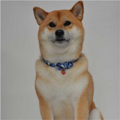 Daruma Charm Bow Tie Dog Collar (Medium, Blue)