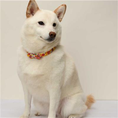 Origami Bow Tie Dog Collar (Small, Yellow)