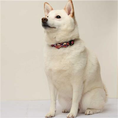 Origami Bow Tie Dog Collar (Small, Black)