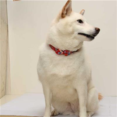 Origami Bow Tie Dog Collar (Medium, Red)