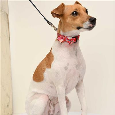 Origami Bow Tie Dog Collar (Medium, Red)