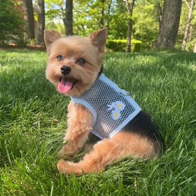 Cool Mesh Dog Harness - Blue Daisy
