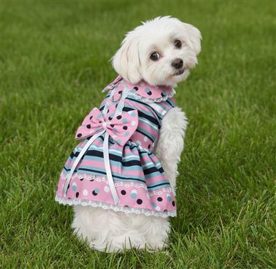 Dots & Stripes Harness Dress with Matching Leash