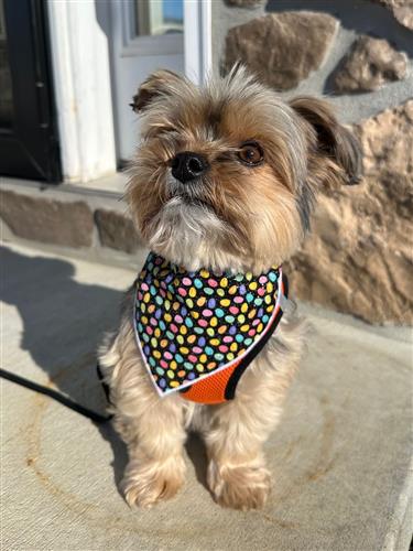 Easter Bandana, Easter Dog Bandana, Spring, Sparkle Eggs