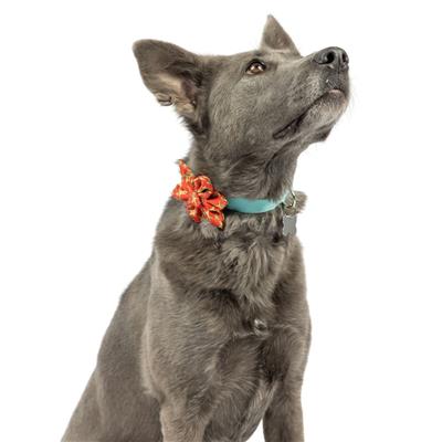 Happy G-Man Pinwheel