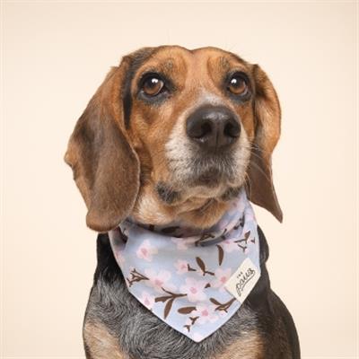 Cherry Blossom Dog Bandana
