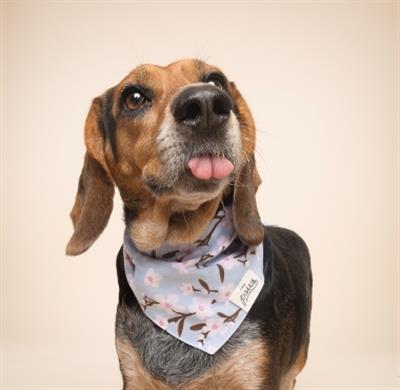 Cherry Blossom Dog Bandana