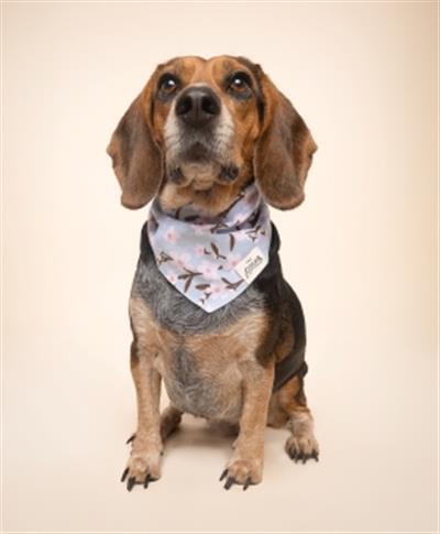 Cherry Blossom Dog Bandana