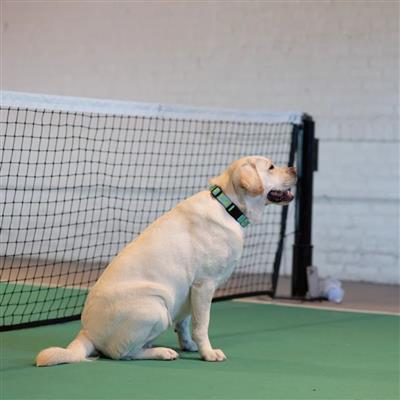 Tennis Balls (MINT) Printed Sport Dog Collars & Leads