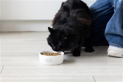 Small Speckled Cat Bowl