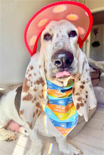 Summer Bandana | Nautical Bandana | Beach Bandana | Pool, Lake Dog Bandana
