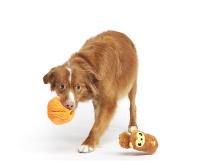 BARK Squirrel O' Lantern Plush Dog Toy Small