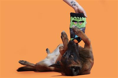 BARK Cranky Frankie Plush Dog Toy Small/Medium