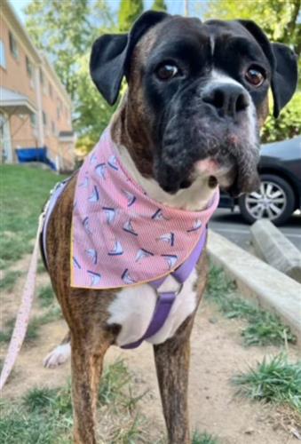 Nautical Bandana | Sailboat Bandana | Summer Bandana | Beach Bandana | Boating Bandana | Boat Bandana