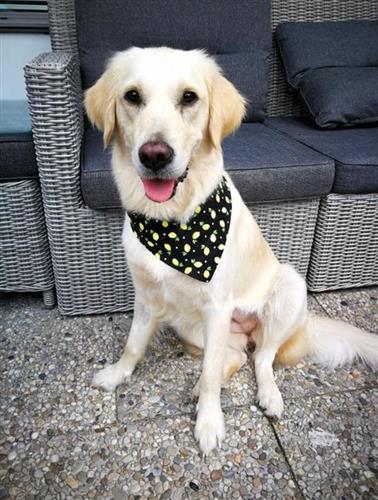 Bandana - Rainbow Daisies - Gen Z | Fun Dog Bandana | Pride Dog Bandana | LGBTQ | Summer Vibes
