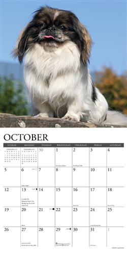 Pekingese 2025 Wall Calendar