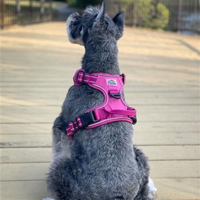 Venture Paw Pull Control Dog Harness - Wild Raspberry
