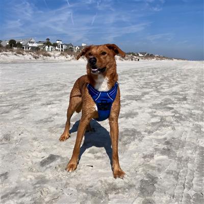 Venture Paw Pull Control Dog Harness - Mountain Lake