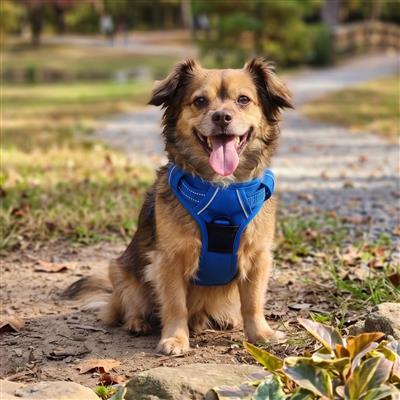 Venture Paw Pull Control Dog Harness - Mountain Lake