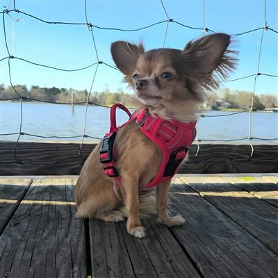 Venture Paw Pull Control Dog Harness - Crimson
