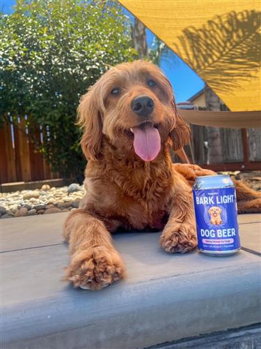 Bark Light Dog Beer | 12oz Cans