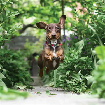 Up Country Sport Hibiscus Collar