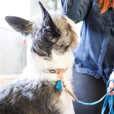 Li'l Pals® Woven Collars & Leads with Tassel