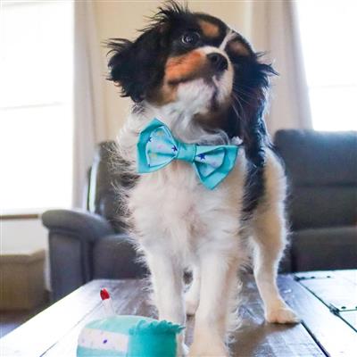 Li'l Pals® Birthday Combo, Teal, One Size - Bandana, Bow, & Toy
