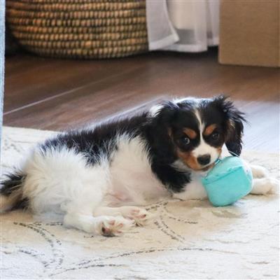 Li'l Pals® Birthday Combo, Teal, One Size - Bandana, Bow, & Toy
