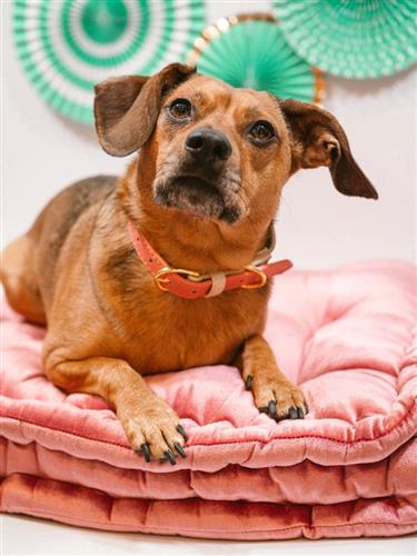 Lola | Dog Collar