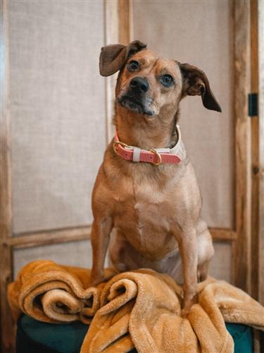 Lola | Dog Collar