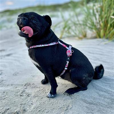 Max & Molly Easy Control, H-Harness Collection for Dogs