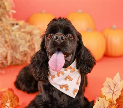 Pie Dog Bandana